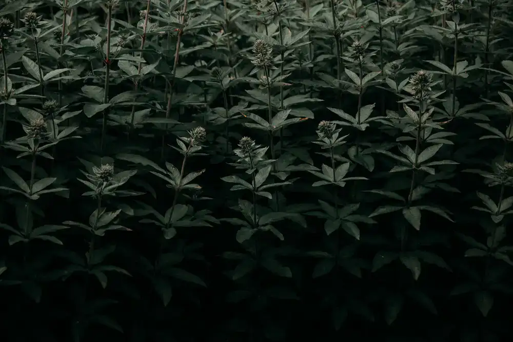 Wild herbs and flowers