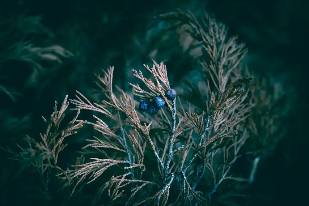 Dried juniper berries