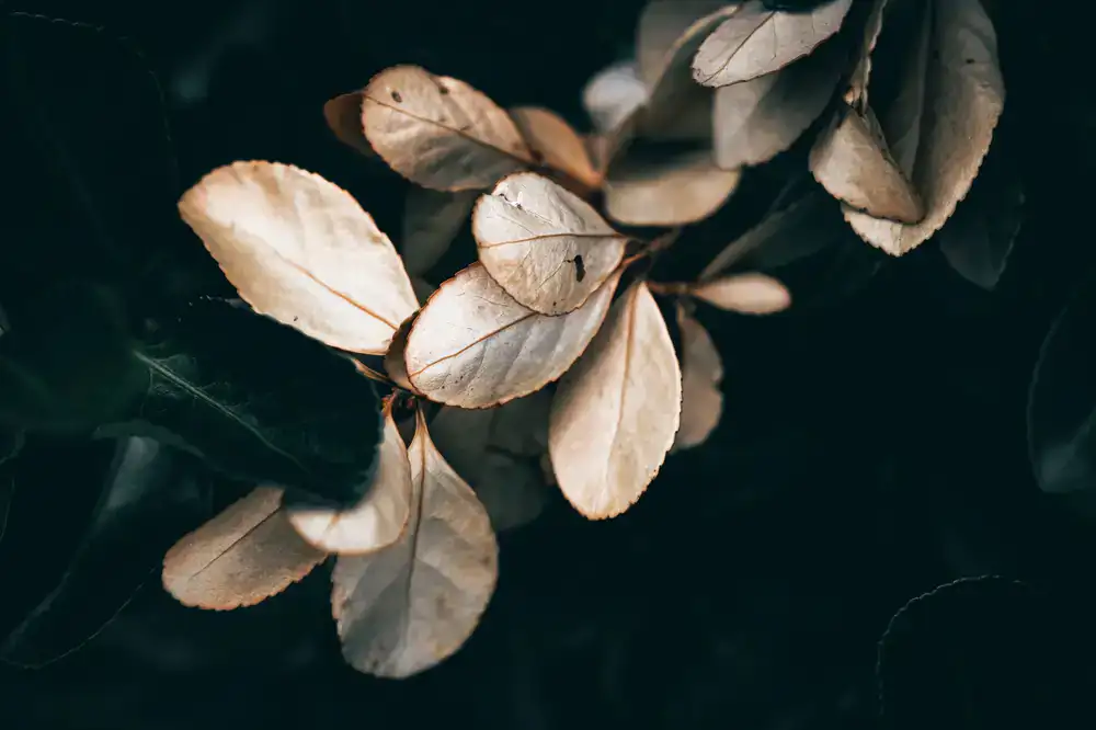 Close up of dried botanicals used in our gin distillation