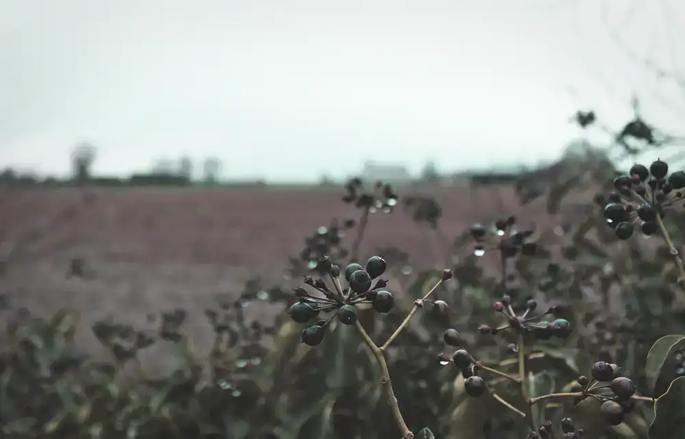 Hedgerow Reserve Gin