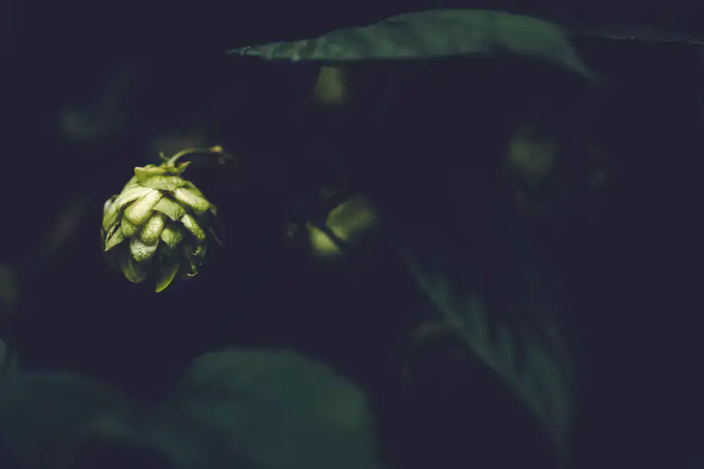 A guide showing botanical ingredients to guests